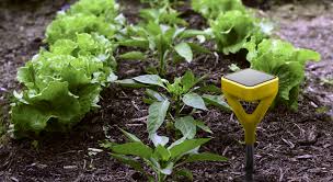 Akıllı Bahçe Sensörü Edyn'le Bitkilerinizin İhtiyaçlarını Öğrenin • Bigumigu